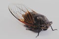 Cicada, insect, cryptotympana atrata